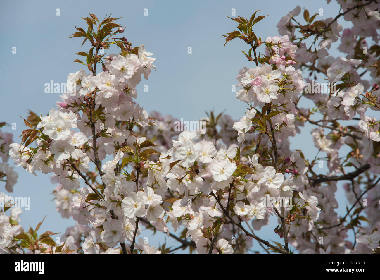 Cherry blossom in the Spring sunshine Stock Photo - Alamy