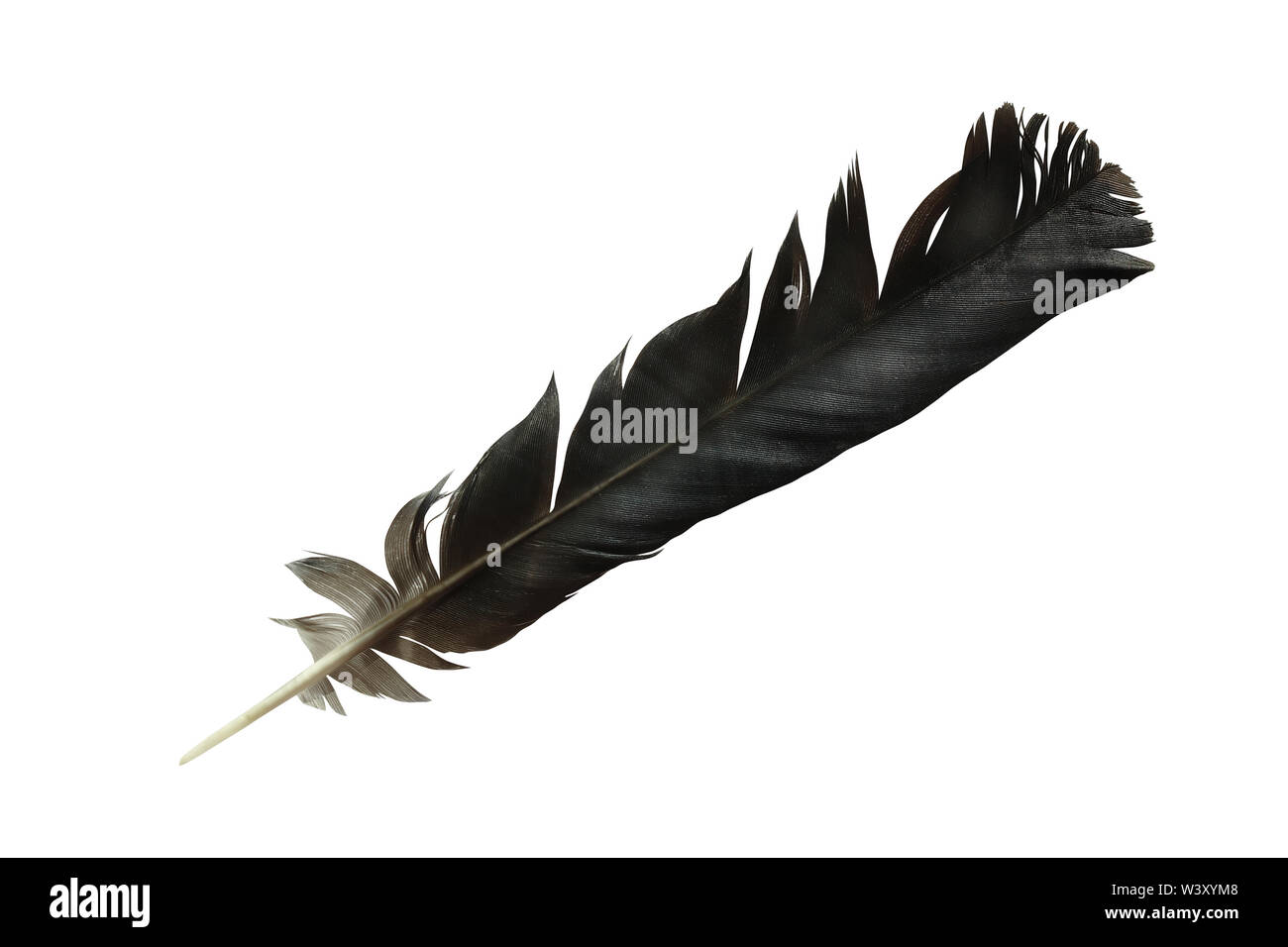 Crow Feathers Wallpaper