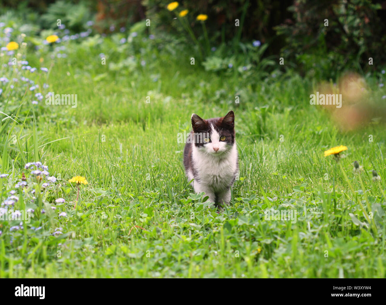 Black and white cat in garden Stock Photo - Alamy