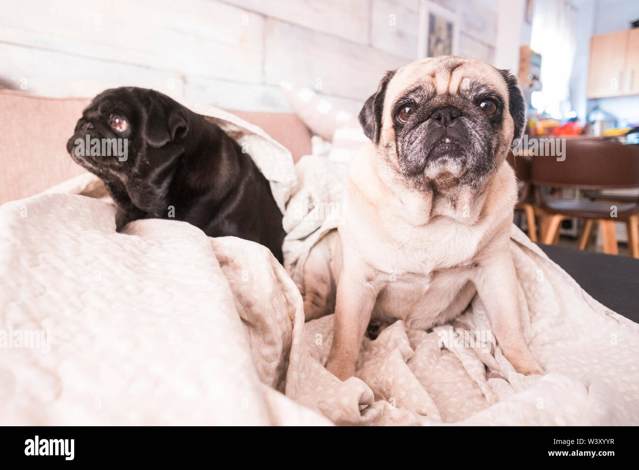 Pug on sofa hi-res stock photography and images - Page 3 - Alamy Pug on sofa hi-res stock photography and images - Page 3 - Alamy