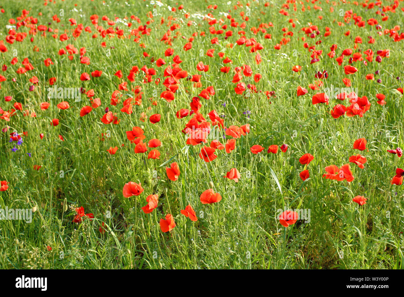 Flowering weeds sky horizon hi-res stock photography and images - Alamy