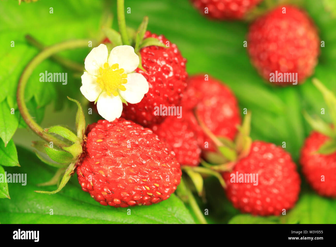 Wild strawberries with flower and leaves Stock Photo - Alamy