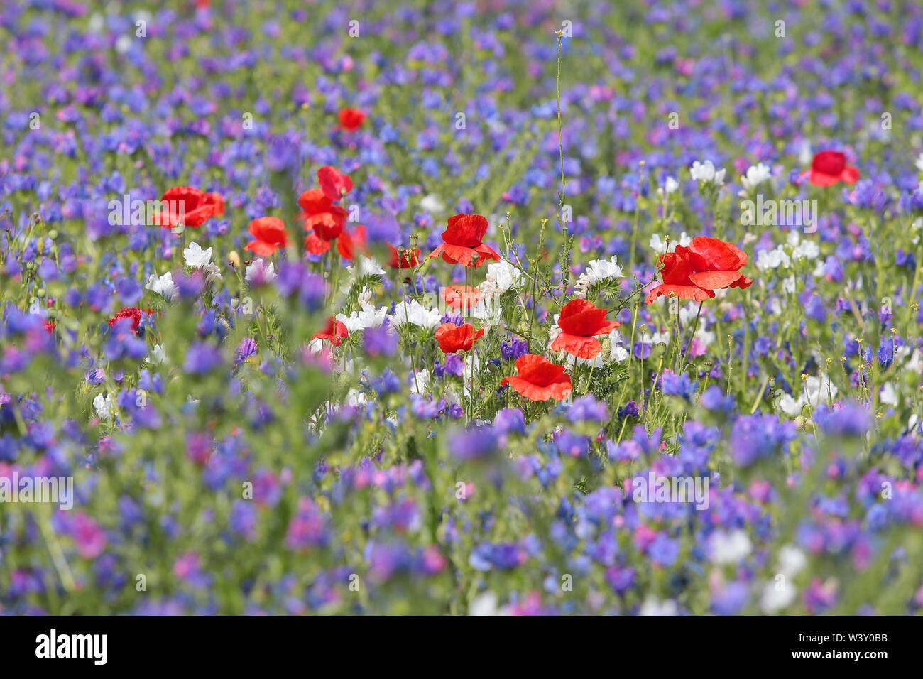 Wild flower meadow in Preston Park Brighton East Sussex Stock Photo Alamy