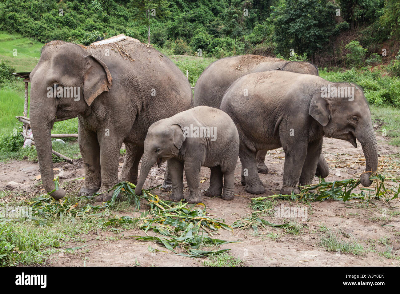 Herd of asian elephants eating bamboo in Mae Wang, Chiang Mai, Thailand. Stock Photo