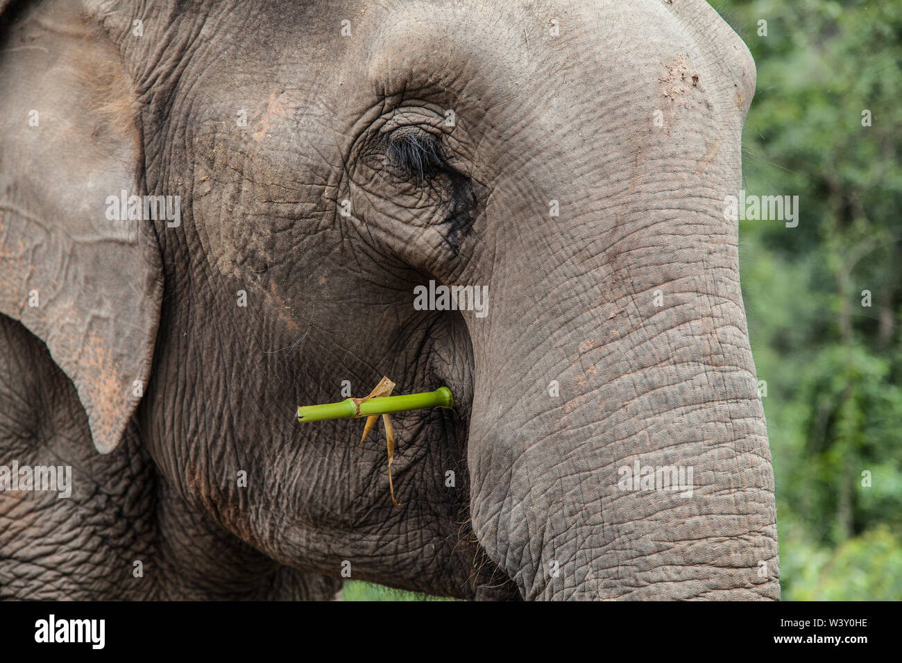 Portrait of an asian elephant eating bamboo in Mae Wang, Chiang Mai