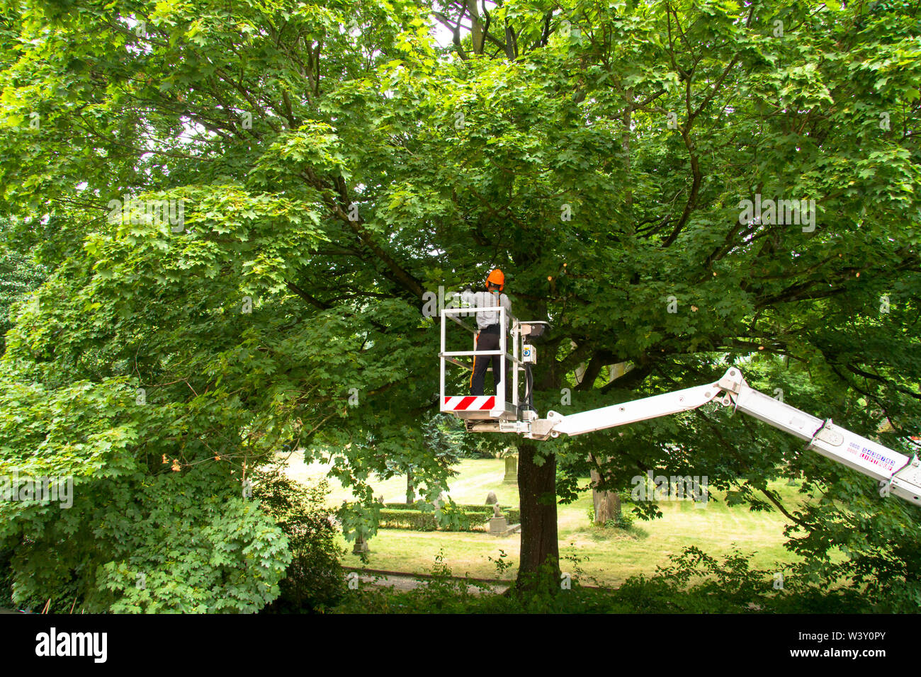 tree care service on a maple tree in Wetter an der Ruhr, Germany.  Baumpflegearbeiten an einem Ahorn in Wetter an der Ruhr, Deutschland. Stock Photo