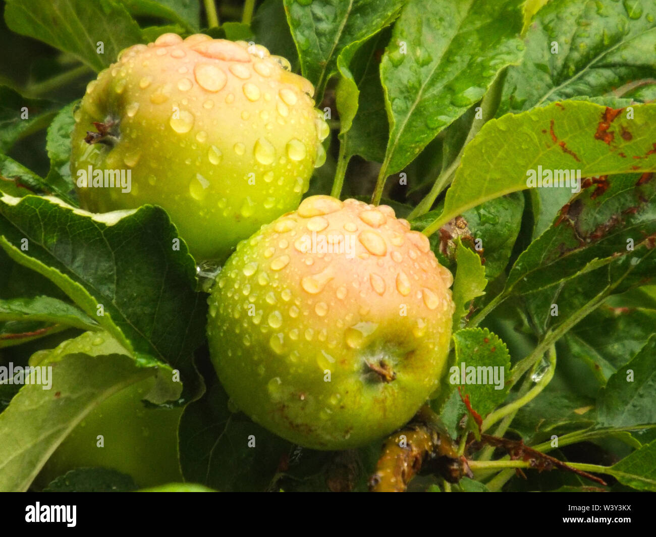 Rain drops on green apples Stock Photo