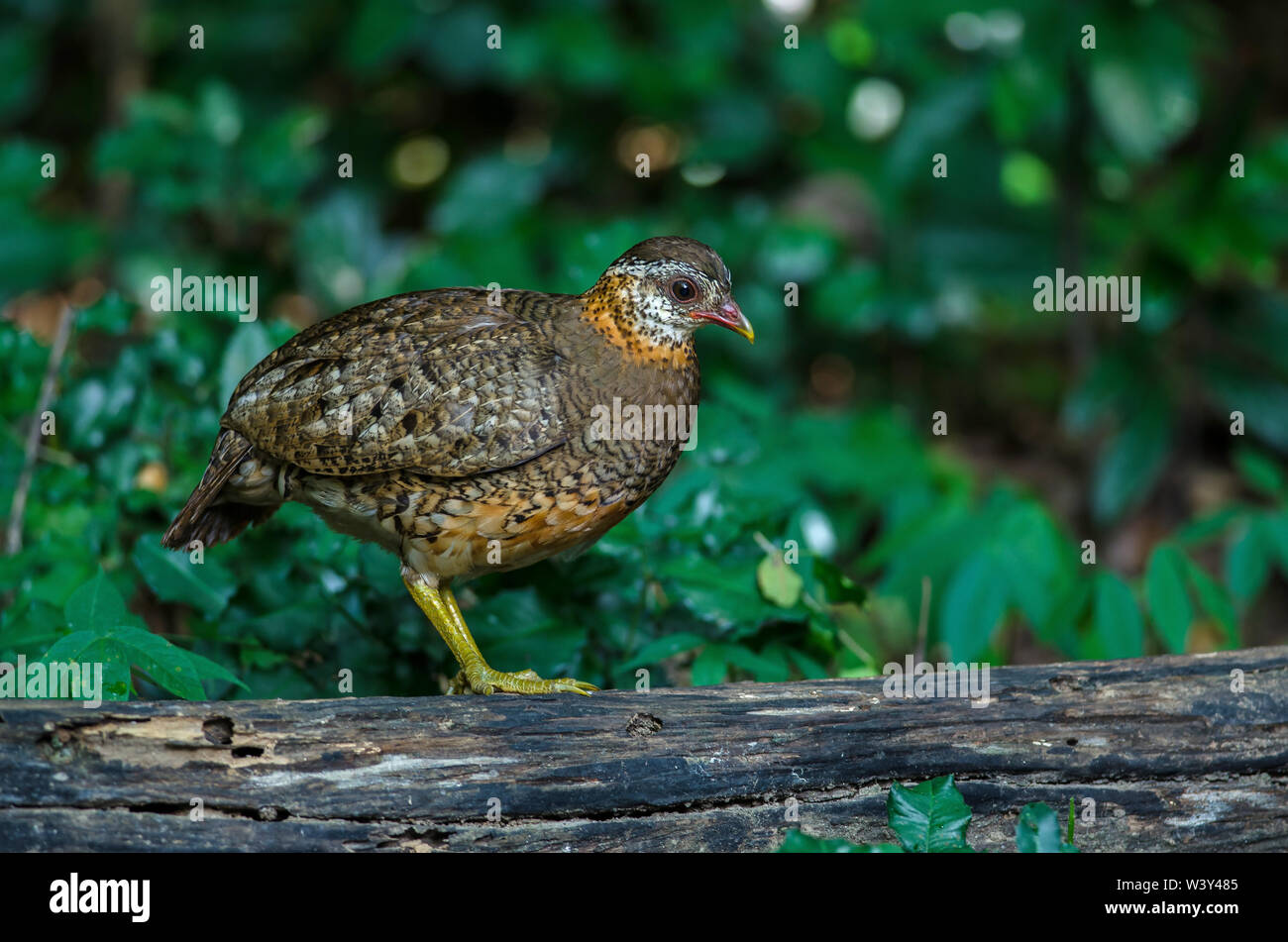 Green-legged partridge, Scaly-breasted partridge, Green-legged hill in nature, Thailand Stock Photo