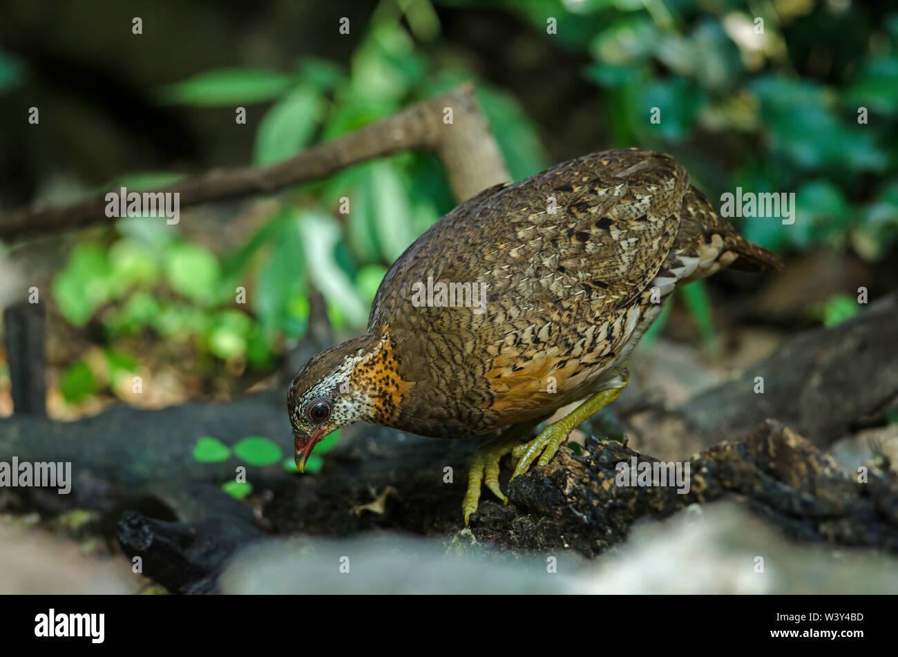 Green-legged partridge, Scaly-breasted partridge, Green-legged hill in nature, Thailand Stock Photo