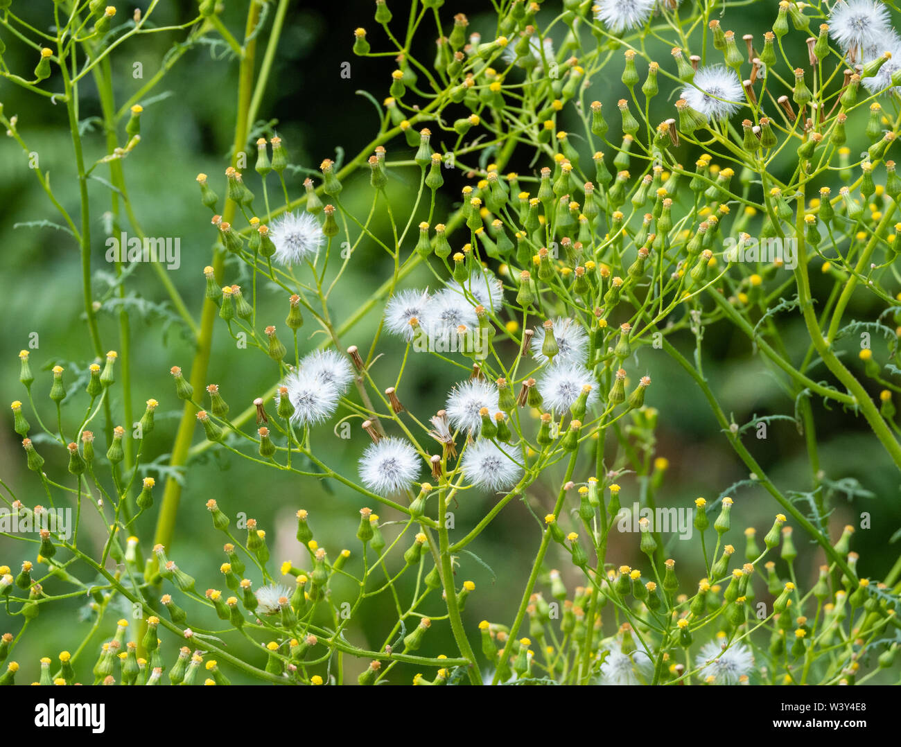 Flowers and seed heads of heath groundsel Senecio sylvaticus in a damp woodland clearing at Bentley Woods in Wiltshire UK Stock Photo
