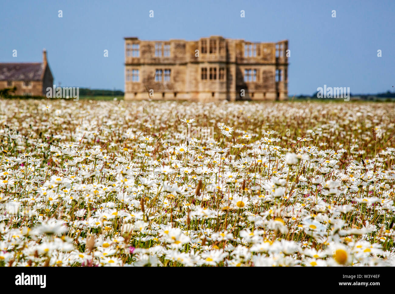 Field of oxeye daisies by Lyveden New Bield in Northamptonshire UK - the unfinished shell of Thomas Tresham's Elizabethan summer house Stock Photo