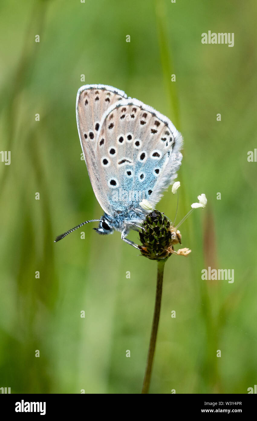 Large blue butterfly Maculinea arion showing underwings when at rest - Collard Hill in the Polden Hills Somerset UK Stock Photo