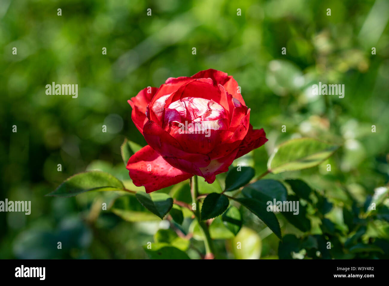 einzelne rote Rose , single red rose Stock Photo