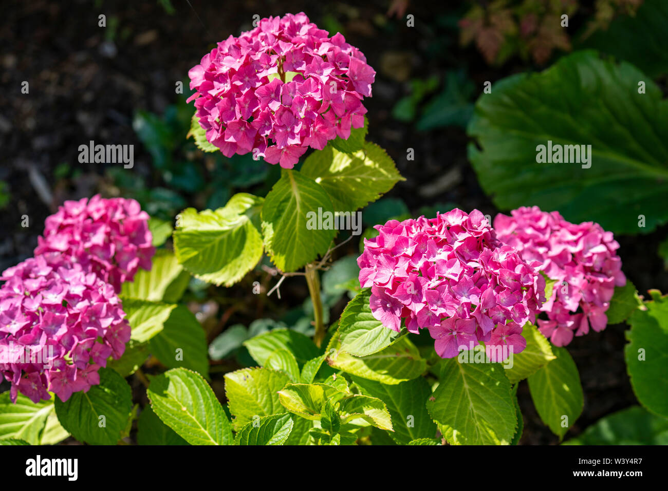 schöne lila, violette Blumen ; Hortensien Stock Photo