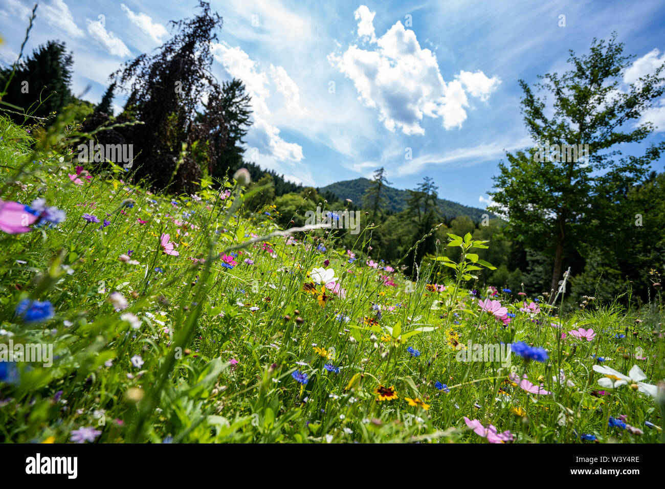 Wiese himmel hi-res stock photography and images - Alamy