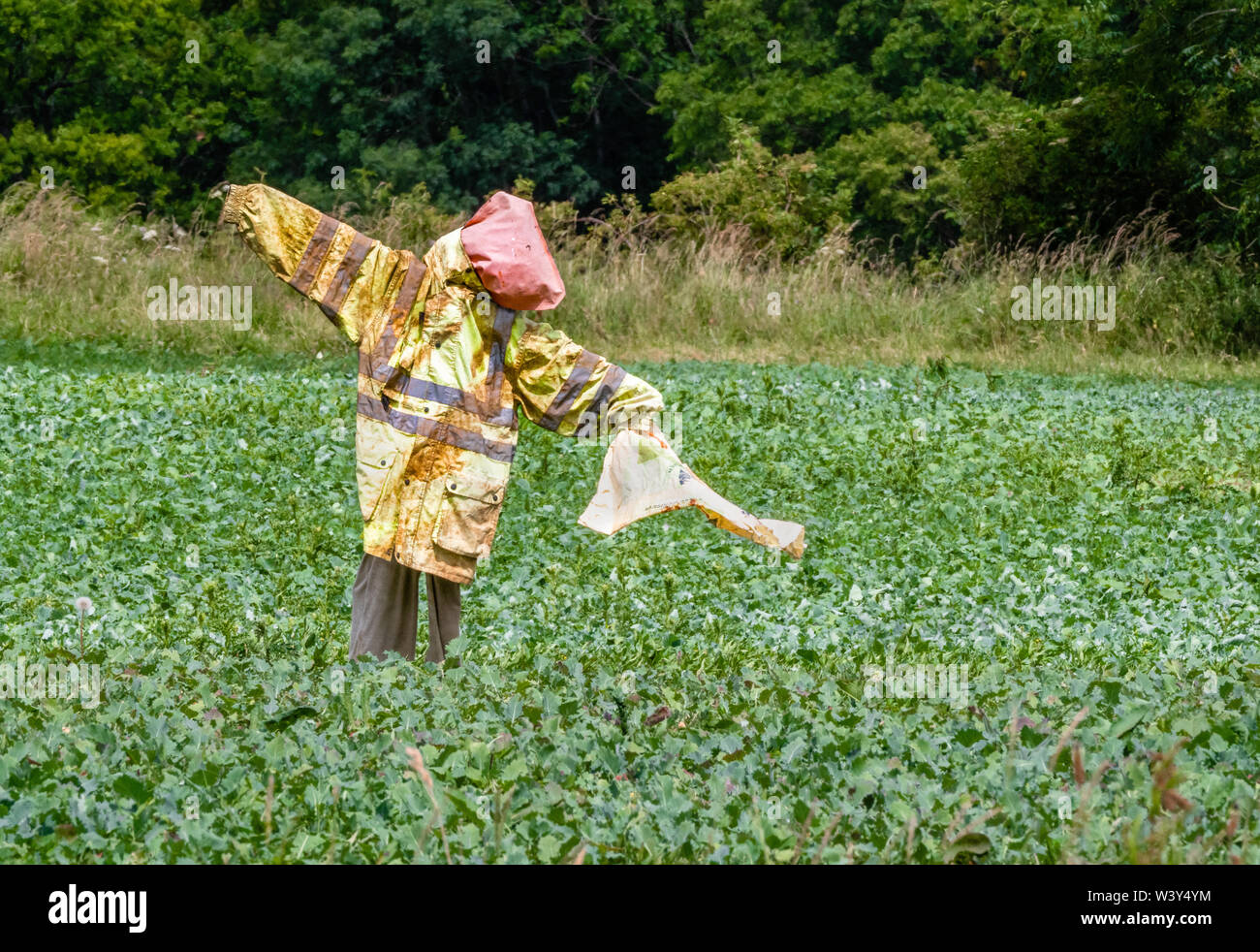 Scarecrow with hi-viz jacket standing in a field of kale in Gloucestershire UK Stock Photo