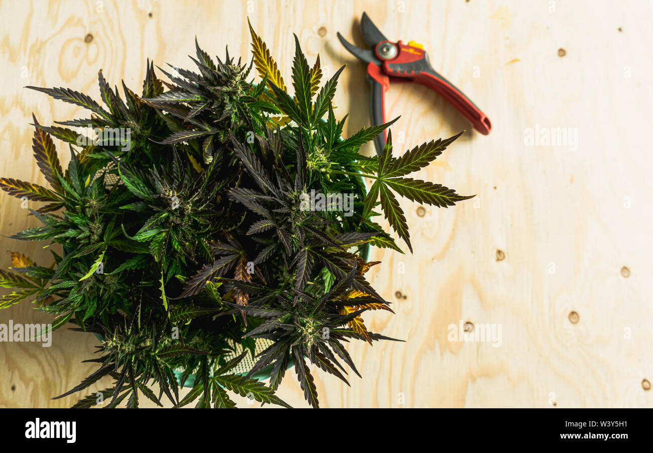 Northern lights marijuana strain harvest in basket on wooden backdrop