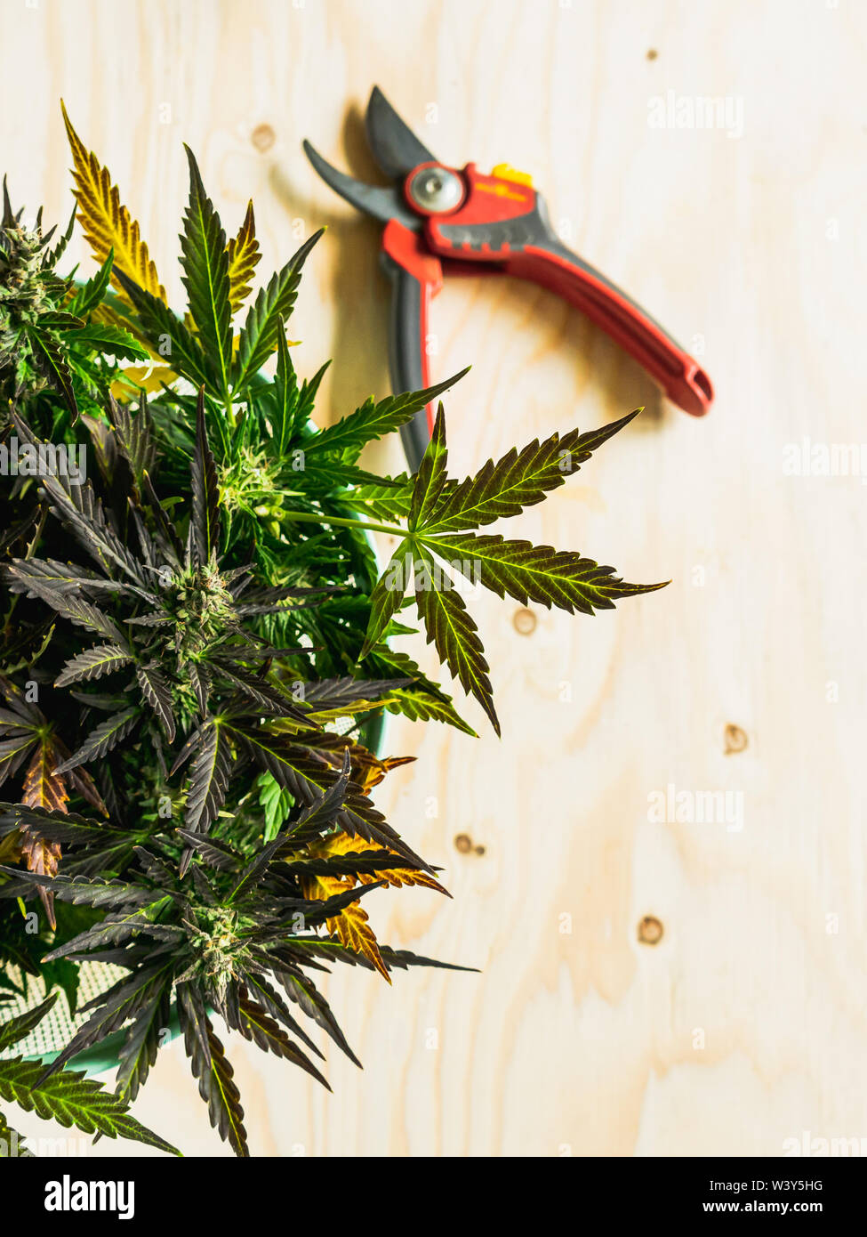 Northern lights marijuana strain harvest in basket on wooden backdrop