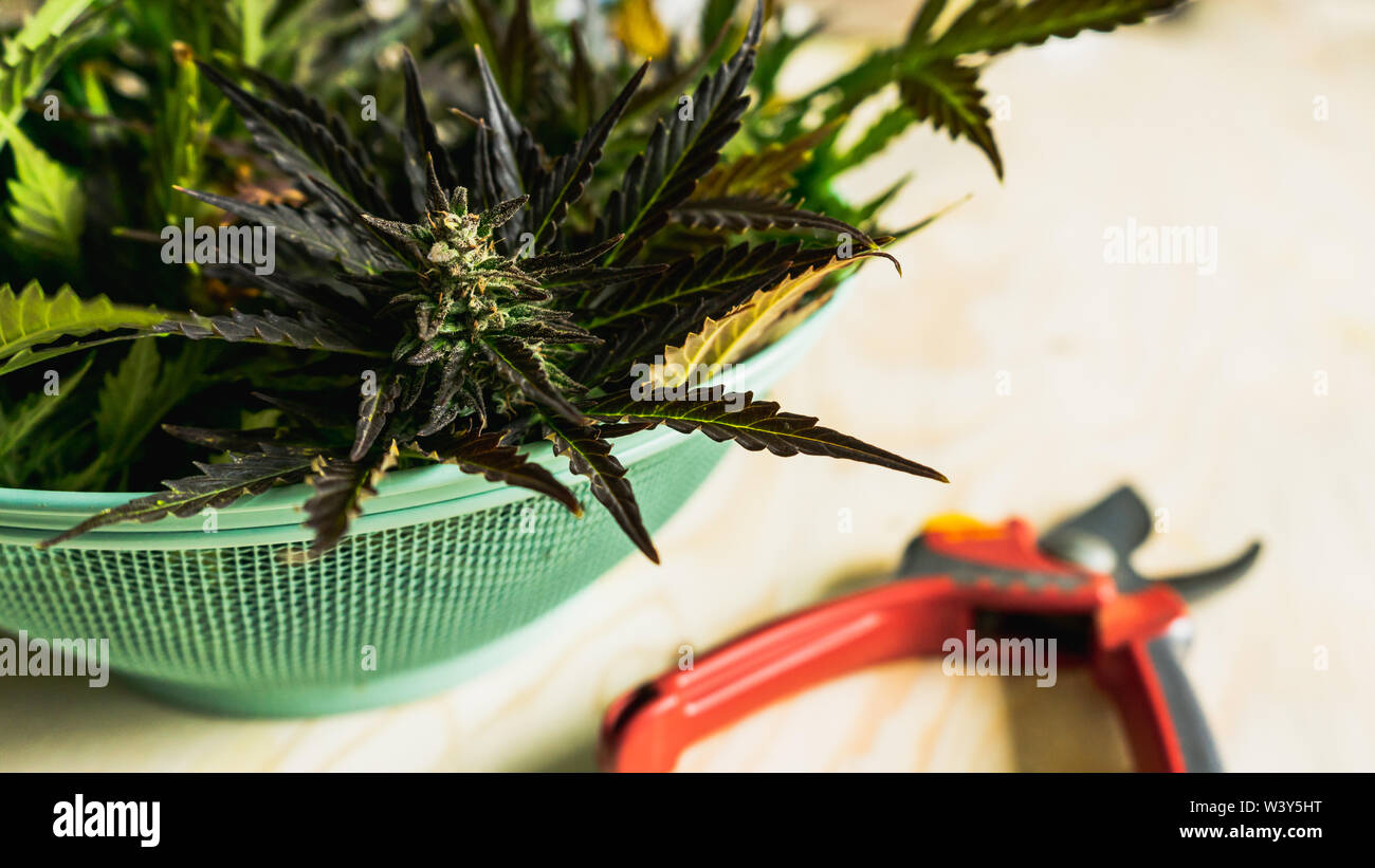 Northern lights award winning Indica dominant cannabis strain harvest