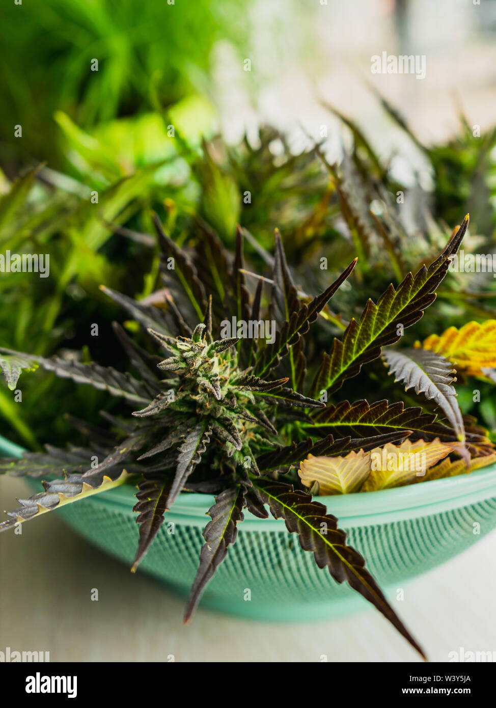 Northern lights award winning Indica dominant cannabis strain harvest