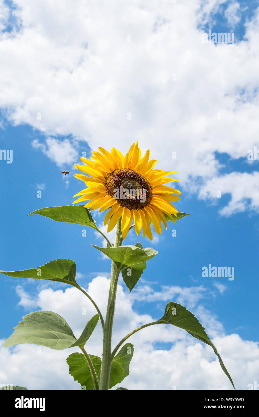 One sunflower with a blue sky in the background. A worker honey bee buzzing or flying around a flower.Agricultural concept Stock Photo