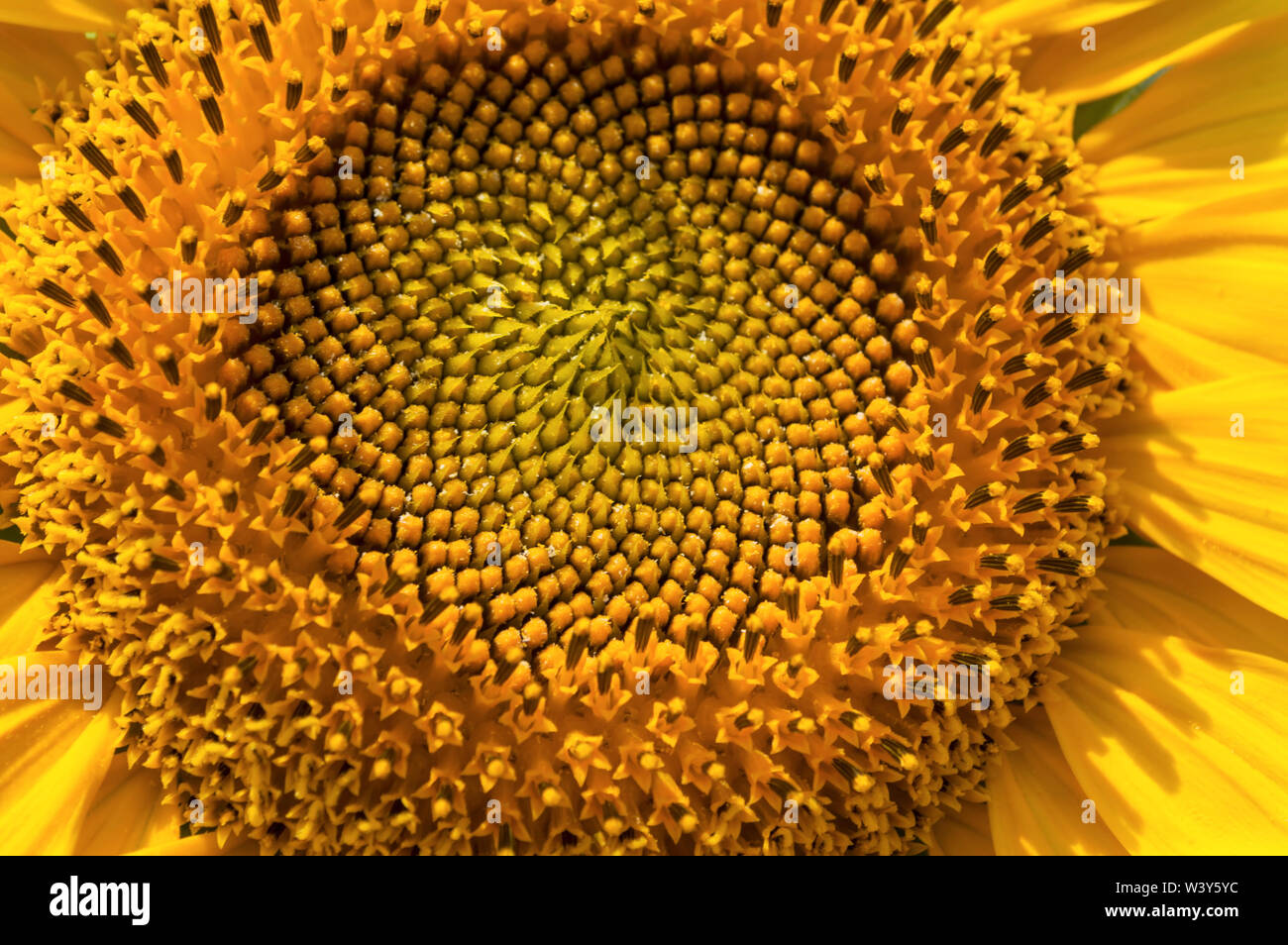 Macro view of sunflower in bloom. Middle part of sunflower close up. Soft focus. Stock Photo