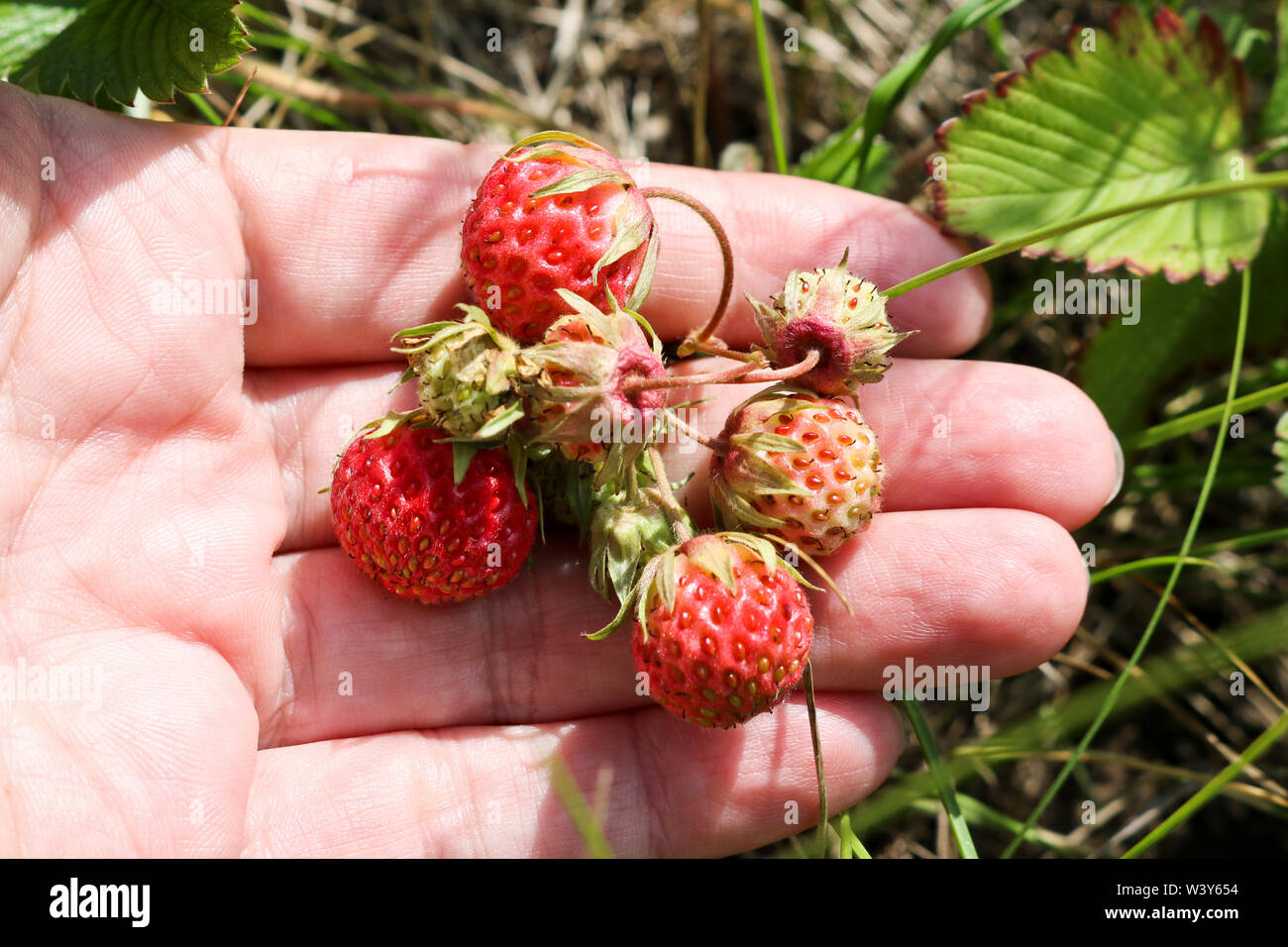 Ripe red berries wild strawberry meadow (Fragaria viridis) in the woman hand. Fruiting strawberry plant. Stock Photo