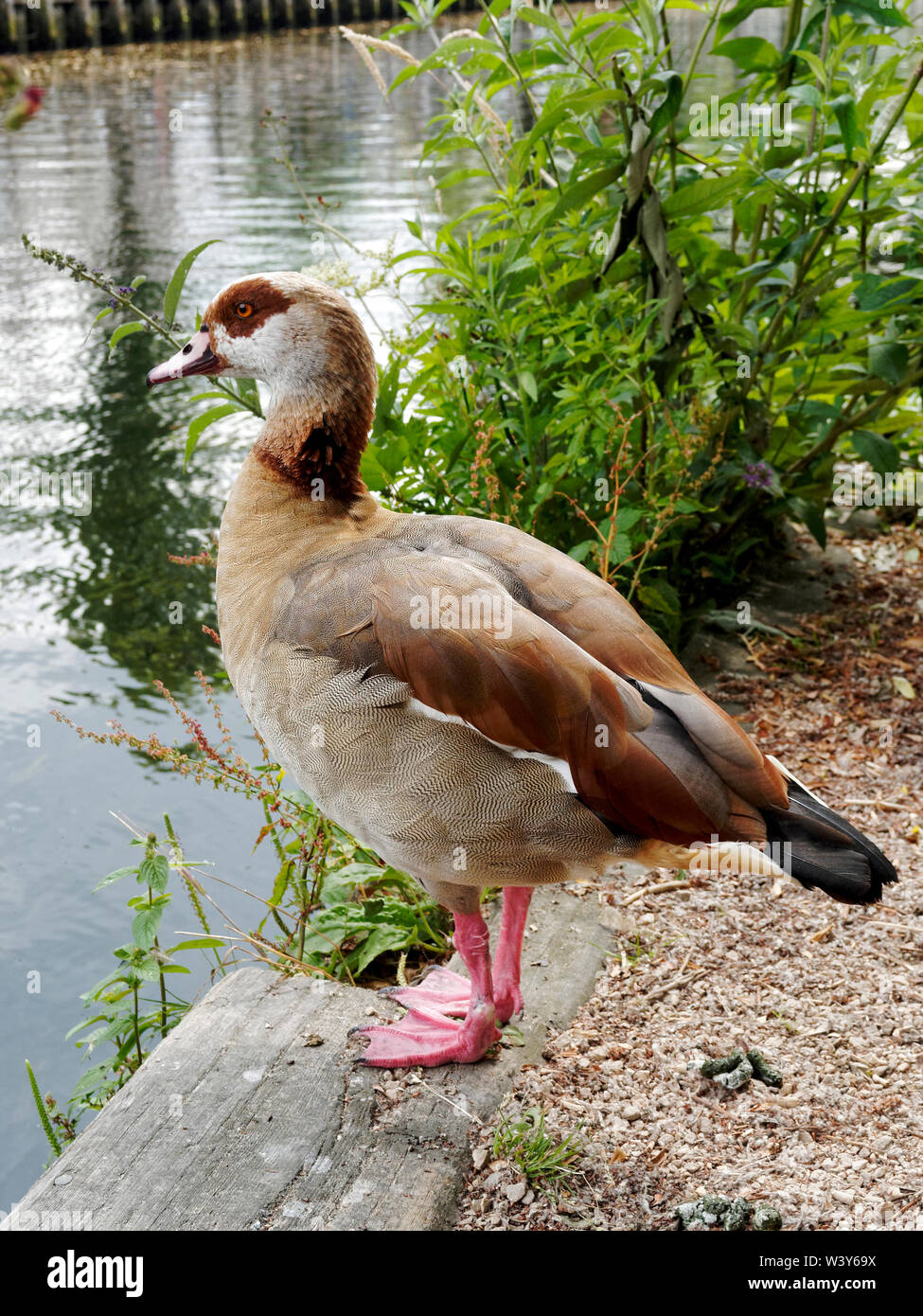 An Egyptian Goose (Alopochen aegyptiaca) satands on the banks of teh River Wensum in Norwich, Norfolk. Stock Photo