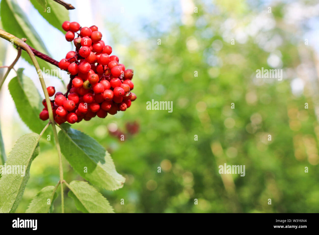 Ripe red elderberry. Medicinal plant Stock Photo Alamy