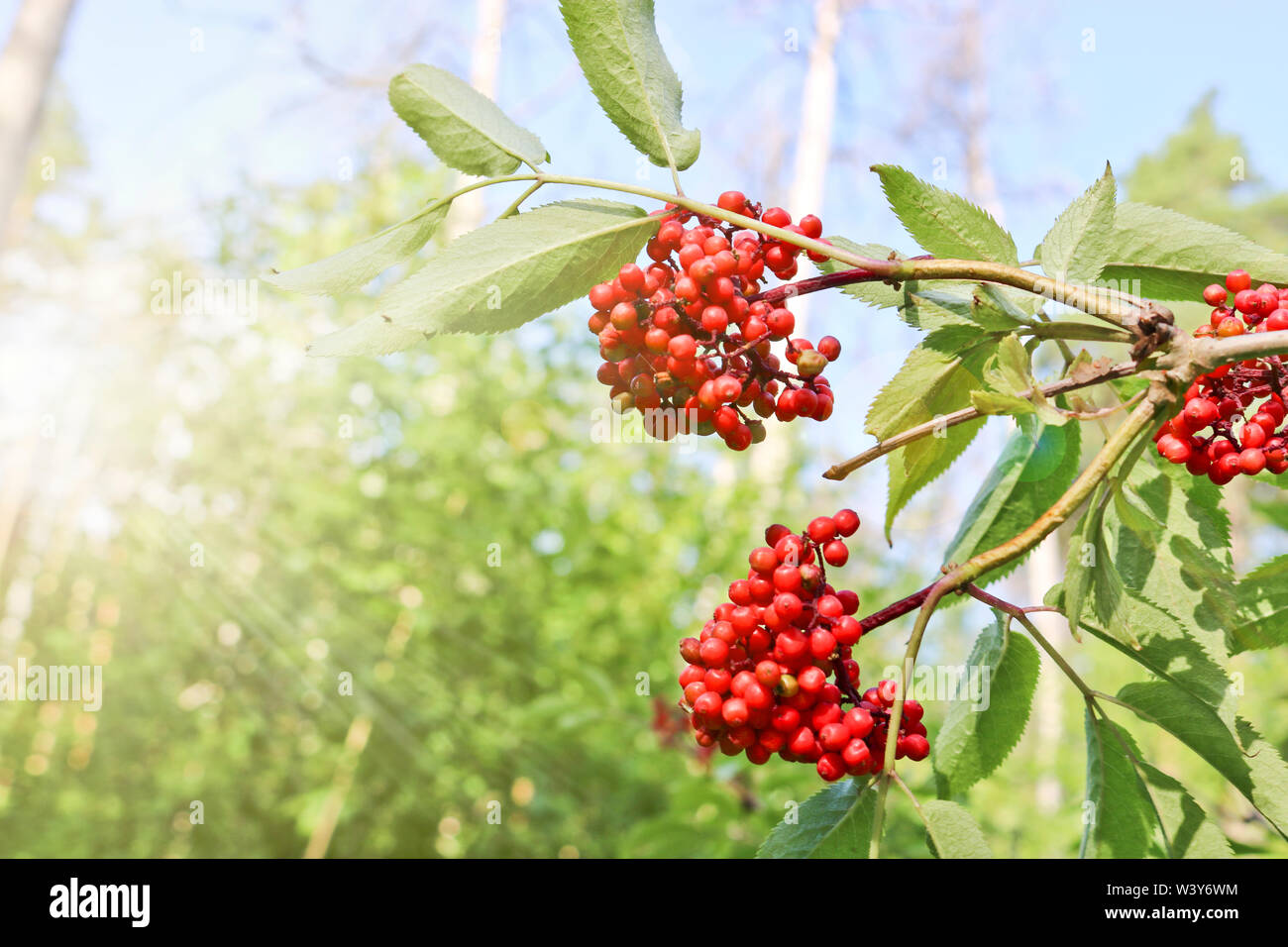 Phytoncides hires stock photography and images Alamy