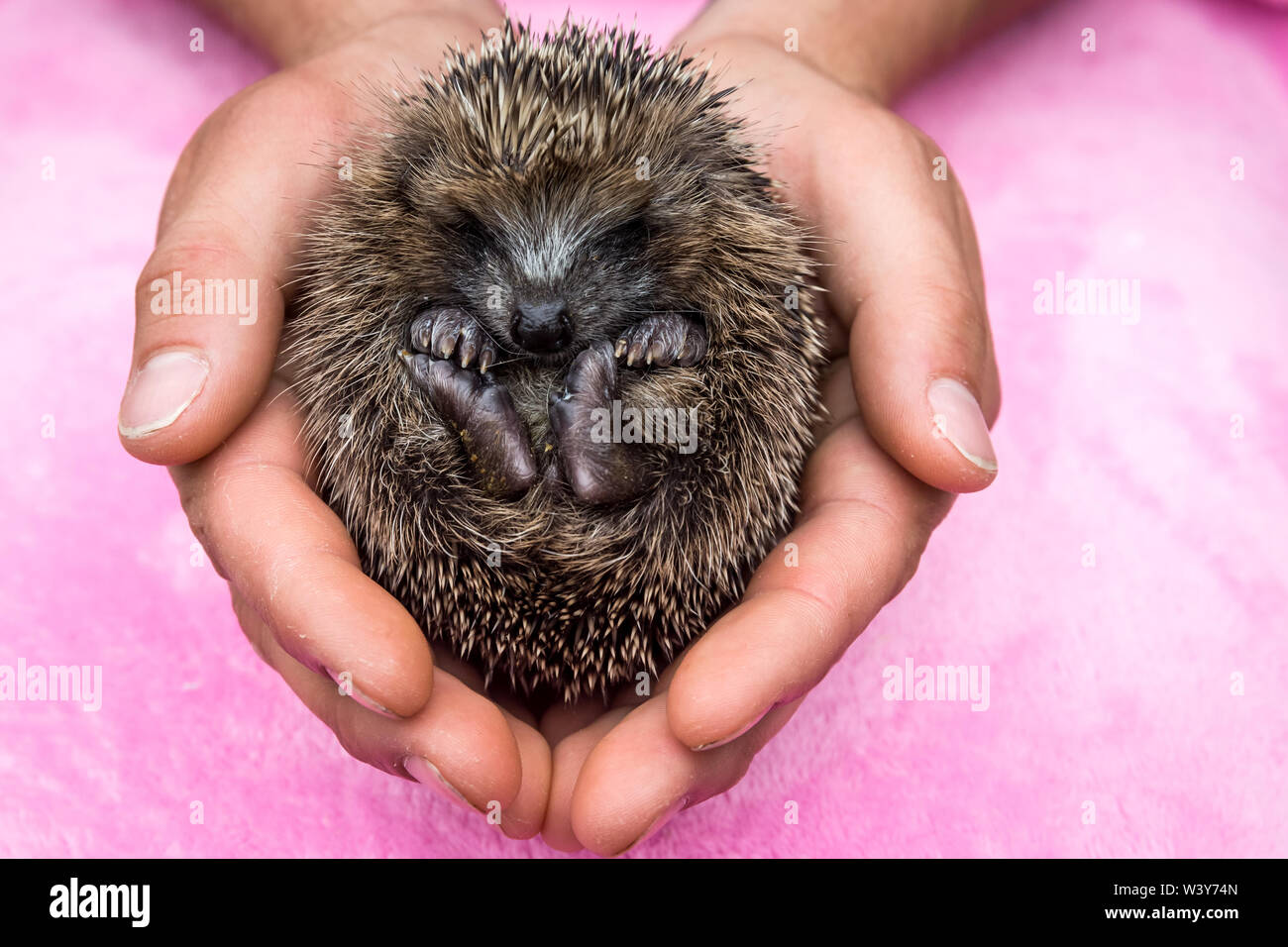 Hedgehog, (Scientific name: Erinaceus Europaeus)  a cute, tiny, wild, native, baby hoglet being cupped in human hands.  Facing forward. Close up. Stock Photo