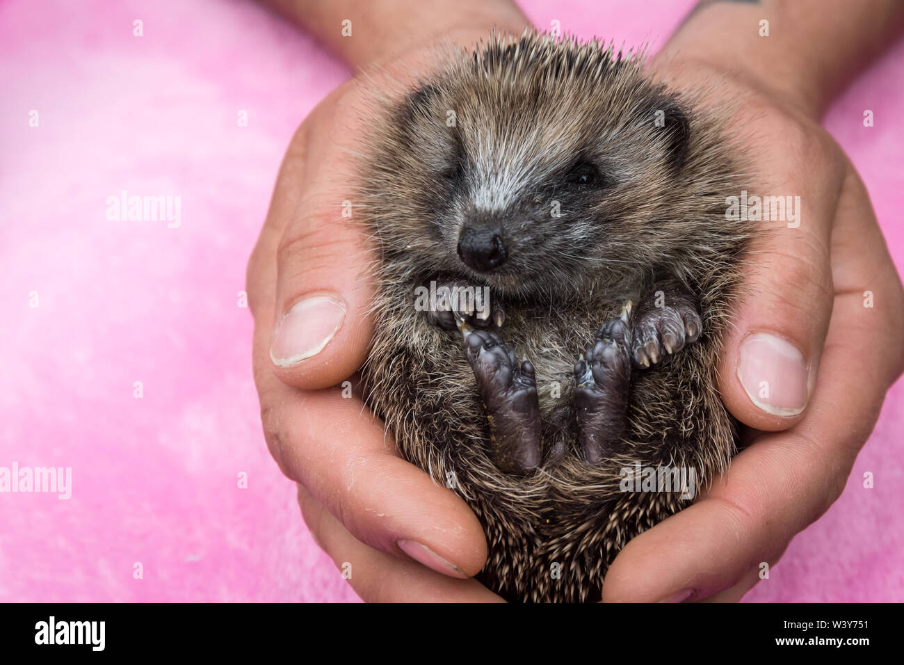 Hedgehog, (Scientific name: Erinaceus Europaeus)  a cute, tiny, wild, native, baby hoglet being cupped in human hands.  Facing forward. Close up. Stock Photo