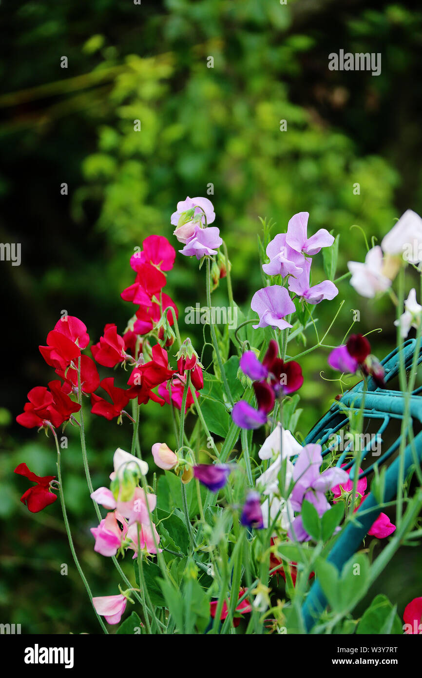 Lathyrus odoratus tendril hires stock photography and images Alamy