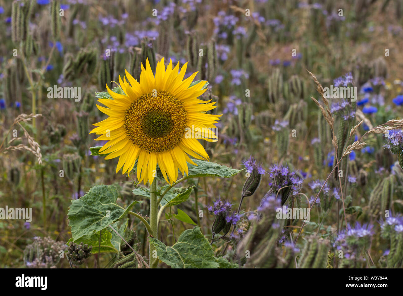 A solitary bright yellow sunflower contrasting in a meadow with violet