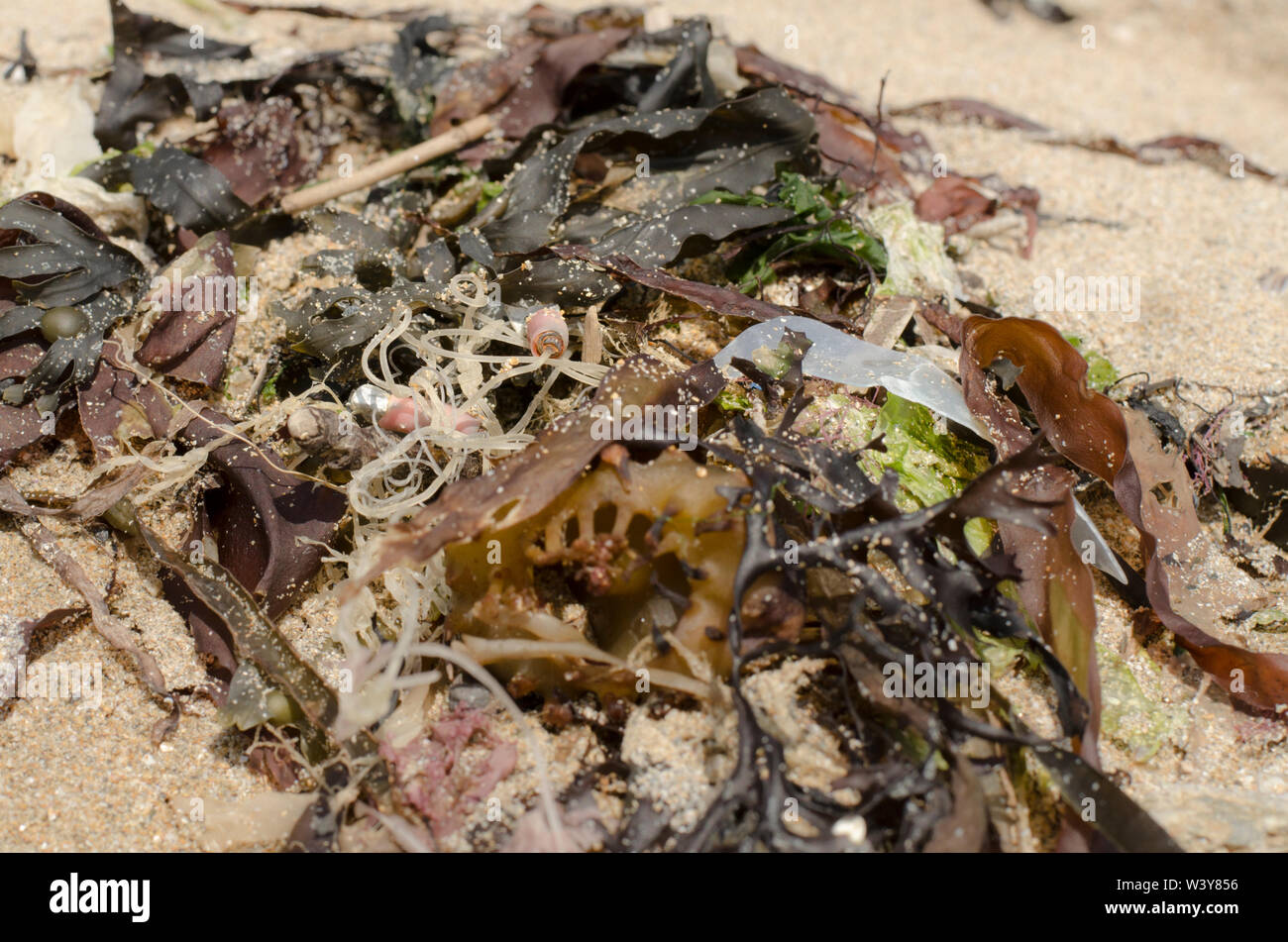 Fishing Plastic in Seaweed on Beach Stock Photo
