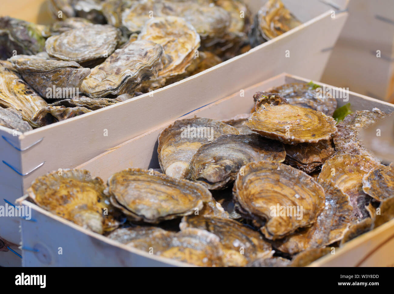 Écailler les huîtres et Photo Stock - Alamy