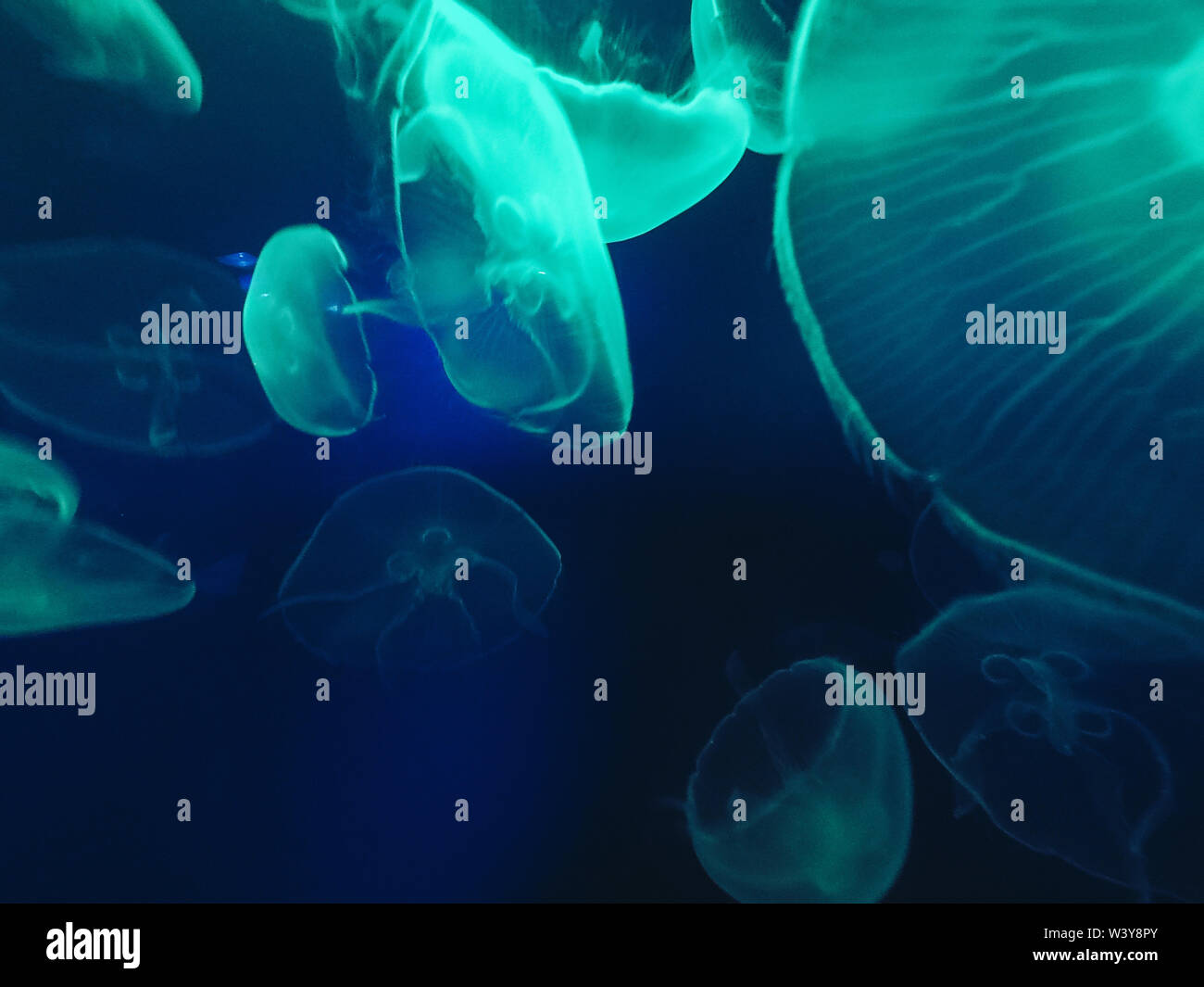 Glowing jellyfish close-up in the aquarium blue color Stock Photo
