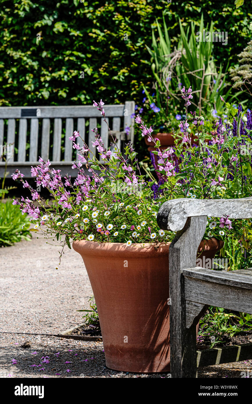 Plants, pots, and seats, in the Cottage Garden RHS Hyde Hall Stock
