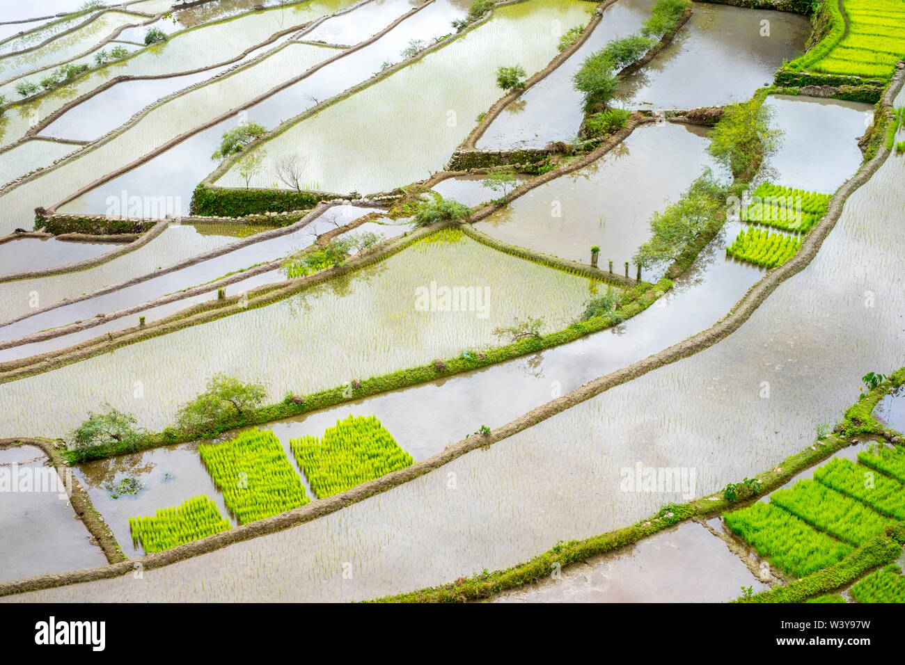 Elevated view of flooded rice terraces during early spring planting season, Batad, Banaue, Mountain Province, Cordillera Administrative Region, Philippines Stock Photo