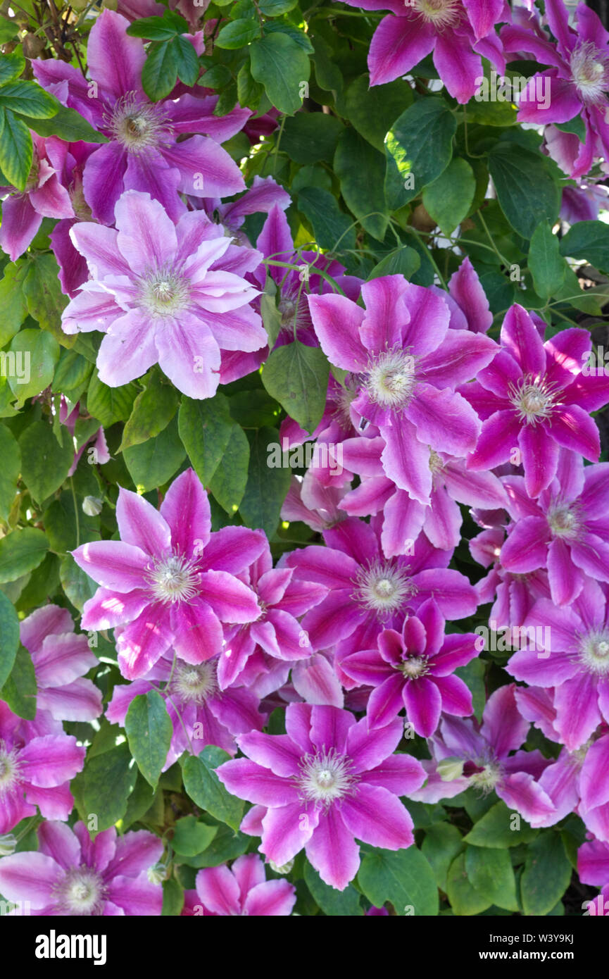 pink Clematis viticella Stock Photo