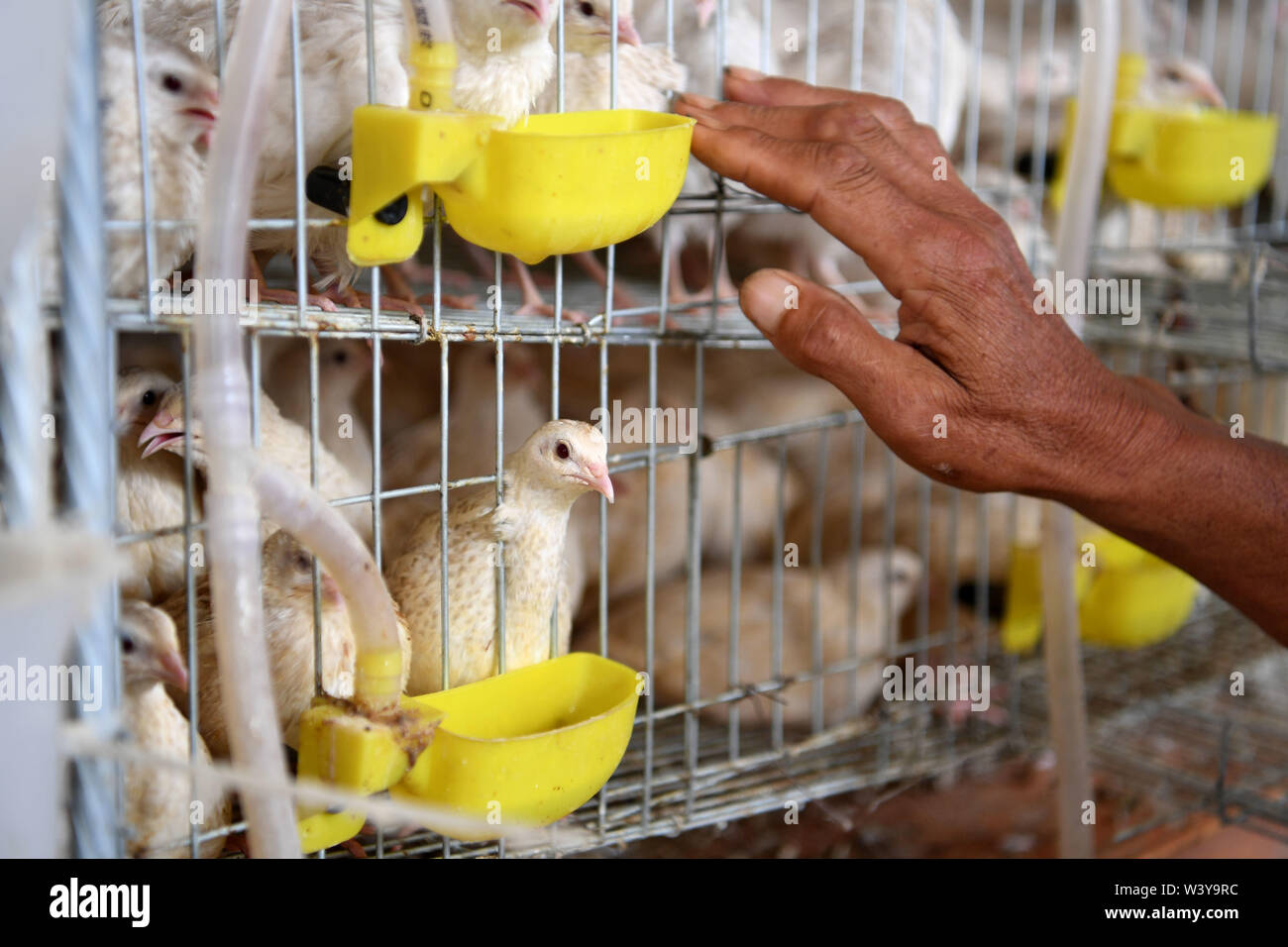 japanese quail farming