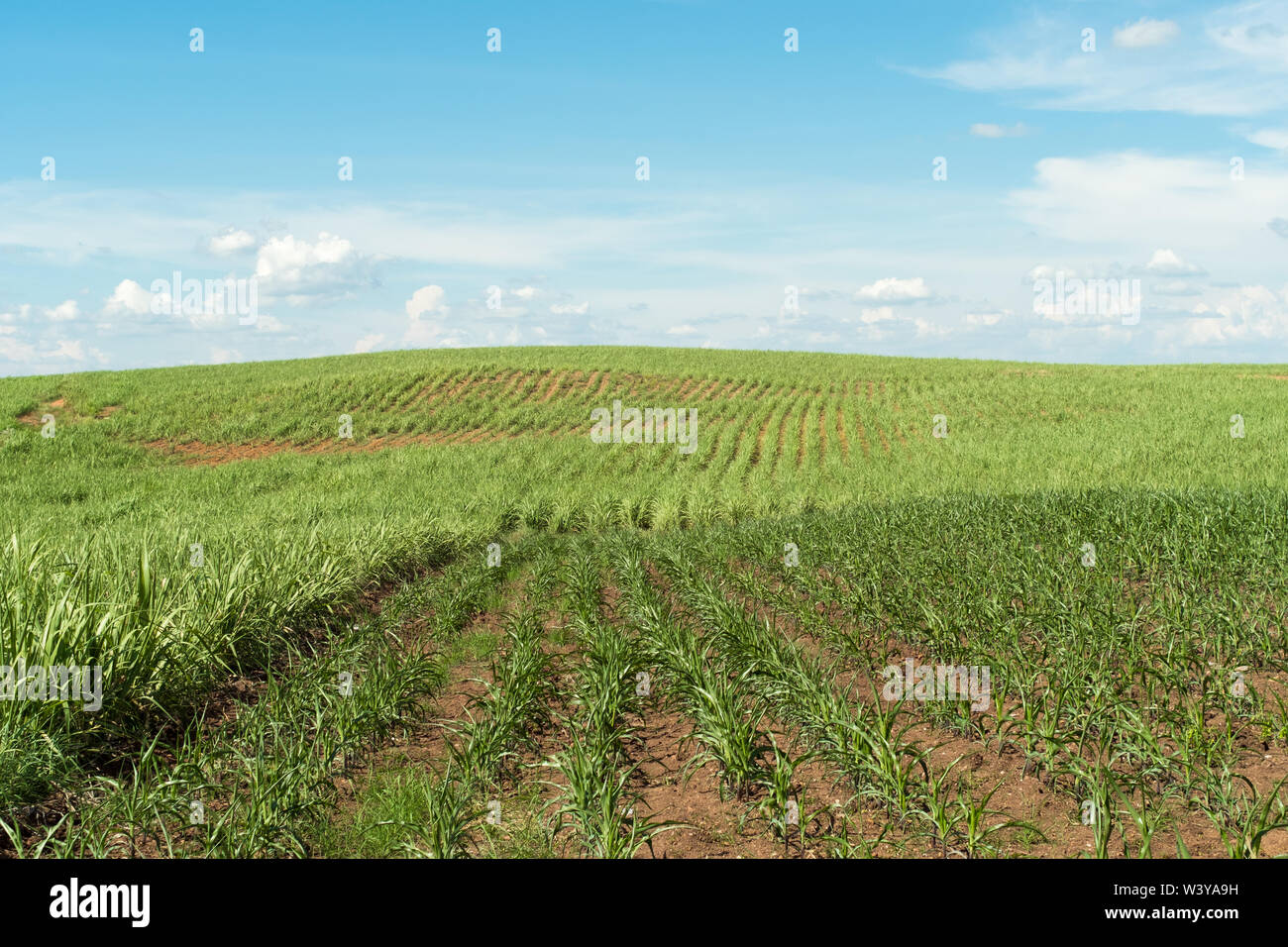 Landscape of green field on mountain / View Corn field in farm