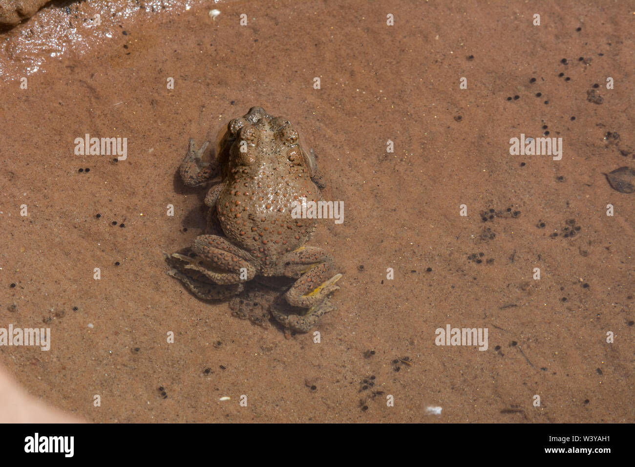 Adult Red-spotted Toads (Anaxyrus punctatus) in amplexus from Mesa County, Colorado, USA. Stock Photo