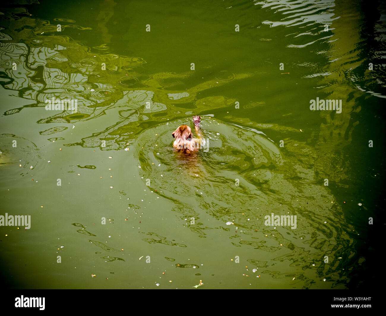 Monkey swimming in a hot weather in India Stock Photo