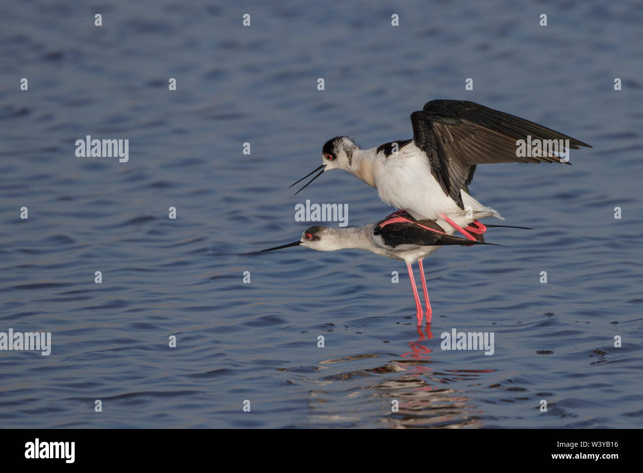 Black-winged stilt, Stelzenläufer (Himantopus himantopus) bei der Paarung Stock Photo