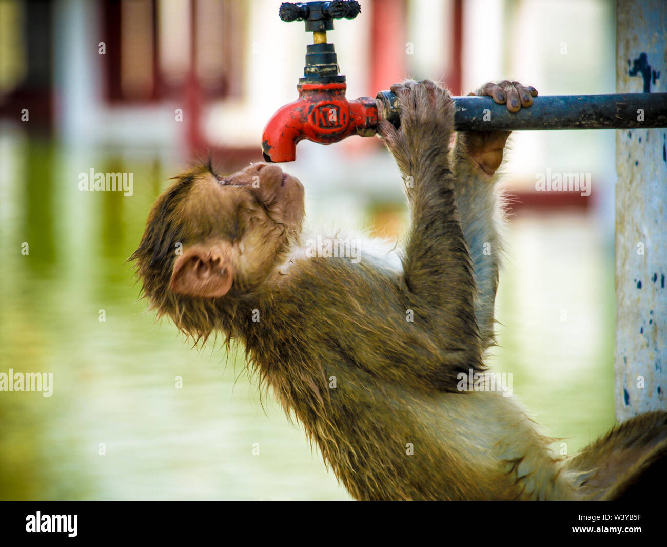 drinking from the tap