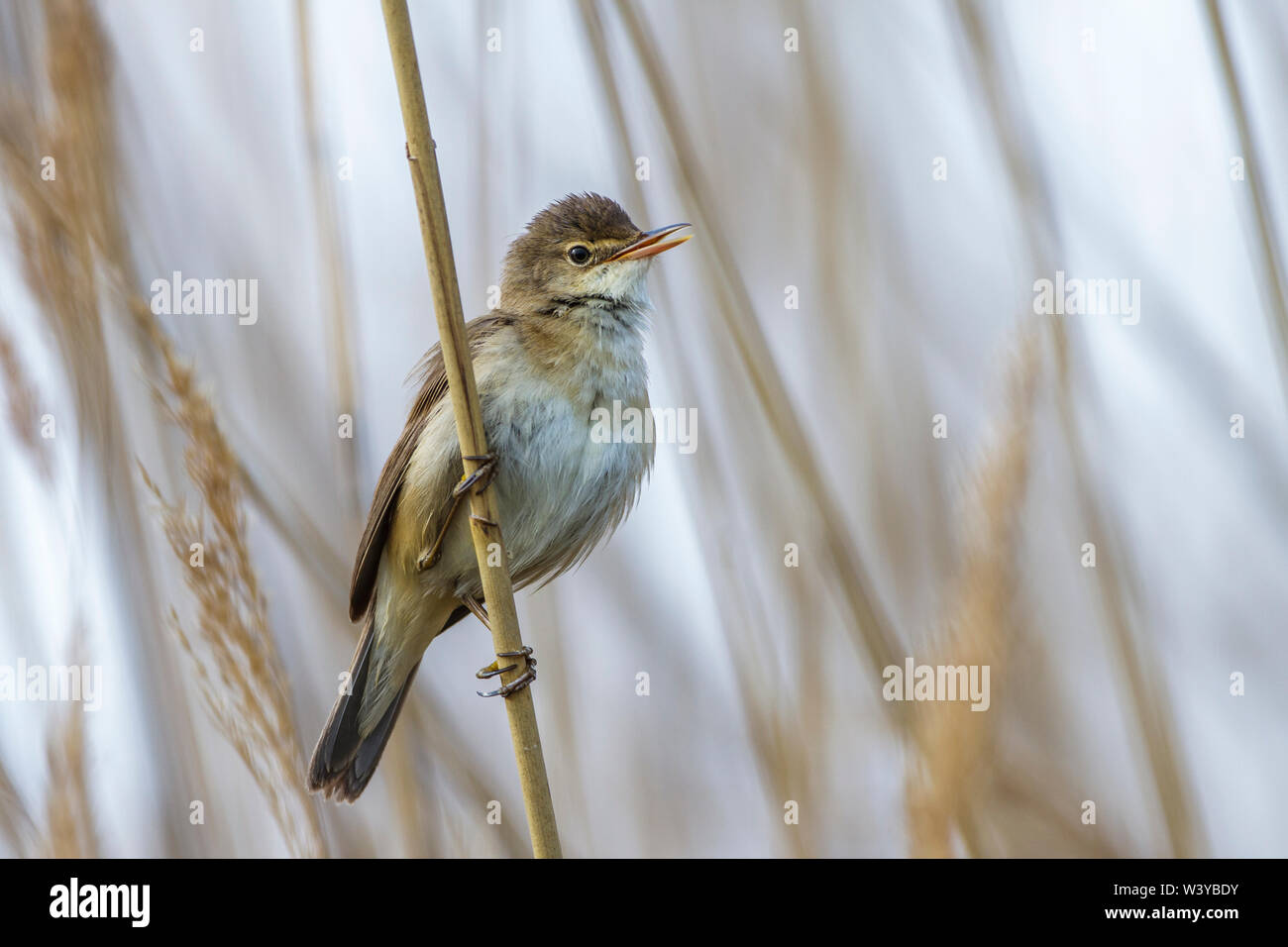 Eurasian reed warbler, Teichrohrsänger (Acrocephalus scirpaceus Stock ...