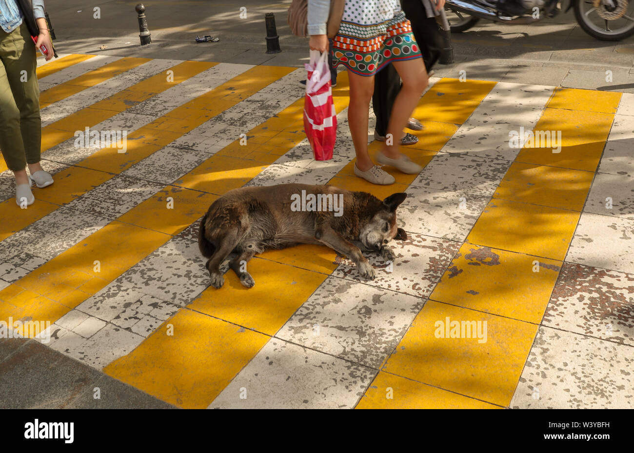 the stray dogs sleeping in the crosswalk, Istanbul, Turkey Stock Photo