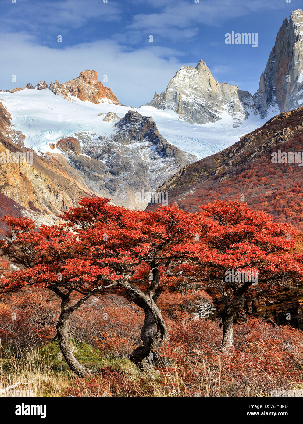 Fitz Roy mountain and beech trees near El Chalten, in the Southern Patagonia, on the border between Argentina and Chile. Los Glaciares National Park. Stock Photo