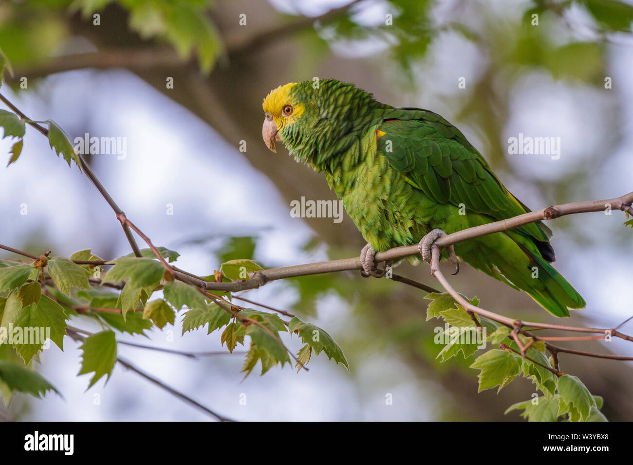 Surinam birds hi-res stock photography and images - Alamy